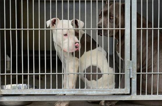 La provincia canadiense de Quebec prohibirá a los pitbulls