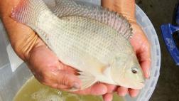 Piel de pescado, el remedio contra las quemaduras de Brasil