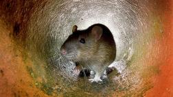 Nueva York probará una nueva alternativa para esterilizar ratas