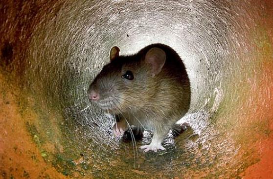 Nueva York probará una nueva alternativa para esterilizar ratas
