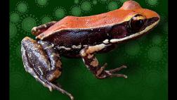 Expertos buscan remedio contra la gripe en la piel de las ranas