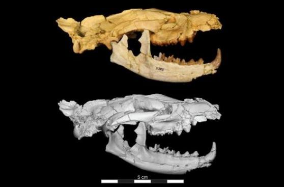 "Pequeño Anubis", carnívoro que vivió hace 34 millones de años