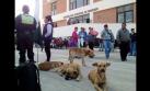 Junín: lanzan campaña para esterilización de perros en El Tambo