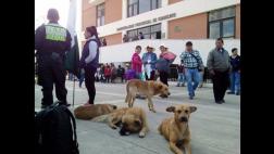 Junín: lanzan campaña para esterilización de perros en El Tambo