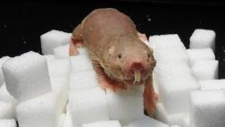 El mamífero que puede sobrevivir hasta 18 minutos sin oxígeno