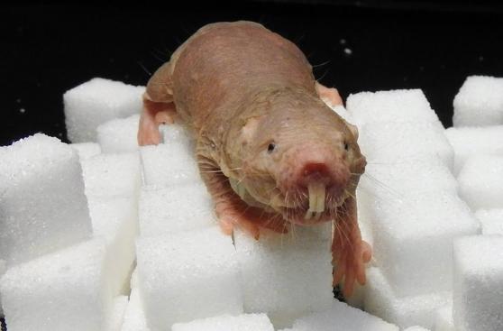 El mamífero que puede sobrevivir hasta 18 minutos sin oxígeno