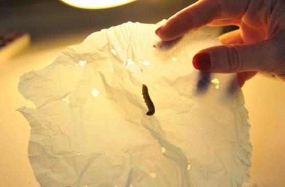 Descubren que un gusano es capaz de biodegradar plásticos