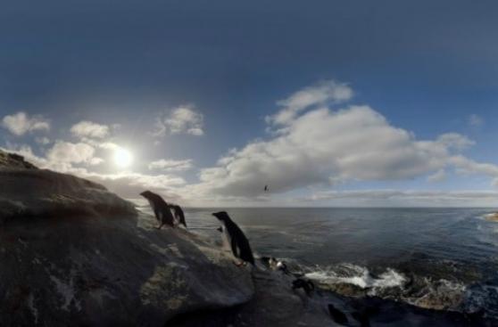 Día mundial del pingüino: amenazados por el cambio climático