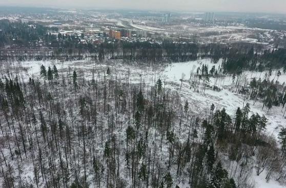 Rusia: bosques de Moscú peligran por la presión inmobiliaria