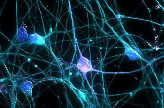 Producen neuronas para reparar el daño en la médula espinal