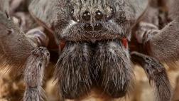 Nueva especie de araña sorprende a expertos por su gran tamaño