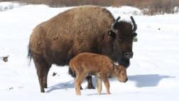 Nace un bisonte por primera vez en 140 años en parque de Canadá