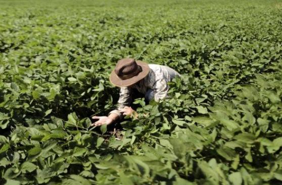 Innovación agrícola para frenar cambio climático