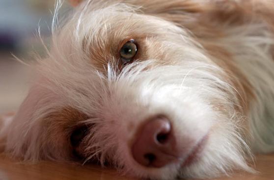 ¿Cómo ayudar a tu perro si se está asfixiando?