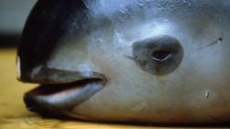 México reporta nueva muerte de especie en peligro de extinción