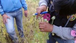 Áncash: policía incauta más de 1000 plantones de amapola