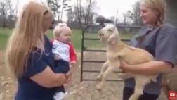 El bebe que 'responde' al estímulo de un pequeño cordero