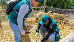 Áncash: vacunan a 500 animales contra el ántrax y peste porcina