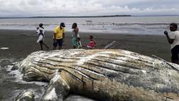 Colombia: Hallan a una ballena jorobada muerta en una playa