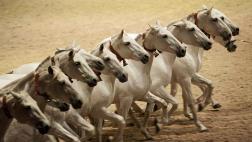 Domesticación del caballo ha empobrecido su diversidad genética