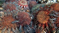 El vinagre podría ayudar a salvar la Gran Barrera de Coral