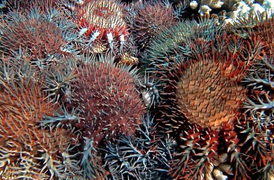 El vinagre podría ayudar a salvar la Gran Barrera de Coral