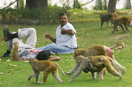 India busca soluciones para su plaga crónica de monos