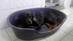 Callao: sujeto atacó a un perro usando un ladrillo y un machete
