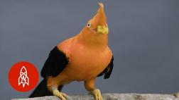 El gallito de las rocas es destacado en serie de YouTube