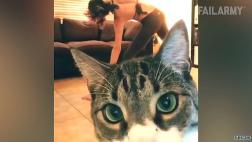 Recopilan los más hilarantes 'fails' protagonizados por gatos