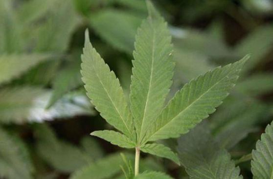 Uruguay: Comienza el registro de compradores de marihuana