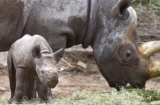 Reintroducen en Ruanda una especie desaparecida de rinoceronte