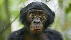 El bonobo es nuestro pariente más cercano