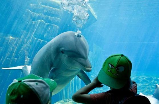 Los delfines salvajes están más enfermos que los cautivos
