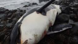Hallan altos niveles de contaminante prohibido en una orca