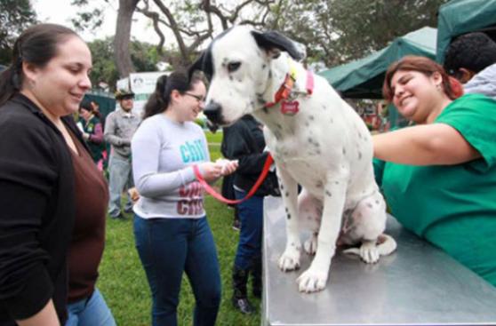 Próximas actividades para realizar con tu mascota en Lima