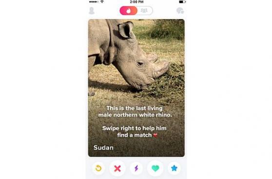 El último rinoceronte blanco del norte recurre a Tinder