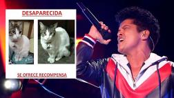 Bruno Mars: si le devuelven gata regalará entrada a concierto