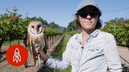 Búhos ayudan a fabricar uno de los mejores vinos del mundo