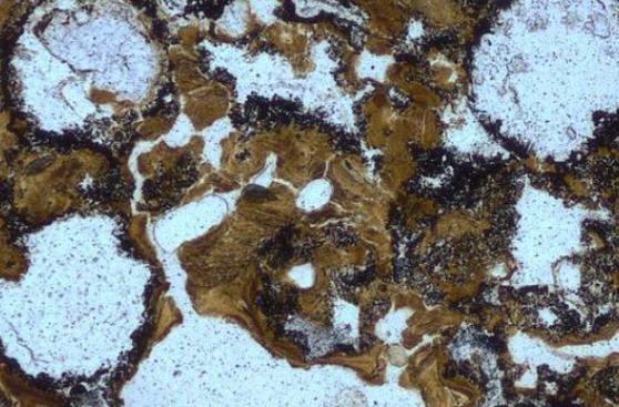 ¿Dónde está la evidencia de vida en tierra firme más antigua?