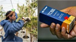 Chile: Farmacias ahora venden medicinas a base de cannabis