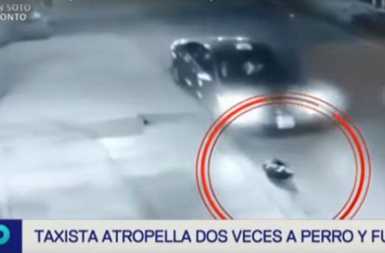 San Juan de Miraflores: taxista atropella hasta 3 veces a perro