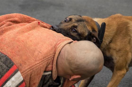 ¿Cómo reaccionar ante el ataque de un perro?