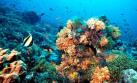 Científicos de Cuba y EE.UU. investigarán arrecifes de la isla
