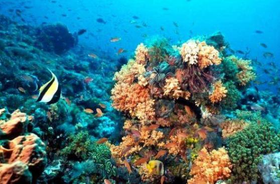 Científicos de Cuba y EE.UU. investigarán arrecifes de la isla