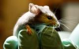 Descubren peculiar característica en cromosomas de ratas
