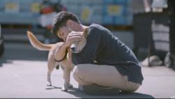 ¿Qué viene haciendo Tailandia para combatir abandono de perros?