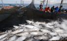 Industria atunera: Buscan declararla de interés nacional