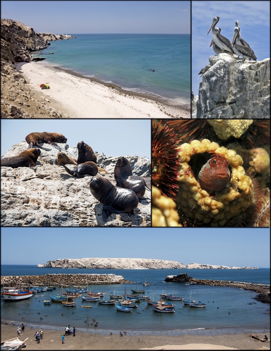 Isla Foca y La Islilla: los últimos parajes del norte del país