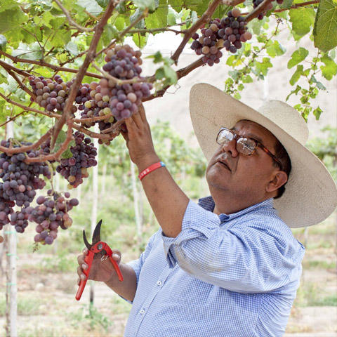 José Moquillaza alquiló las instalaciones de una bodega para preparar un pisco que la industria no hubiera esperado. Lo llamó Inquebrantable.